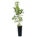 (観葉植物)果樹苗 金柑 プチマル 5号(1鉢) 家庭菜園 果物 フルーツ