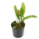 (観葉植物)洋ラン バルボフィラム メンブラニフォリウム オレンジタイプ 3~3.5号(1ポット)
