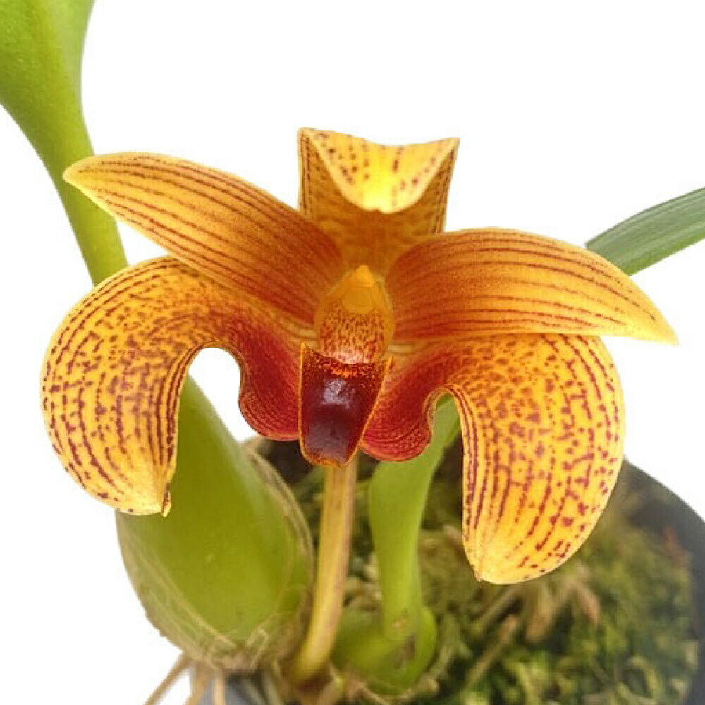 （観葉植物）洋ラン バルボフィラム スマトラナム 3～3．5号（1ポット）