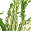 (観葉植物)アスプレニウム オーストララシカム バリエガータ 4号(1鉢)