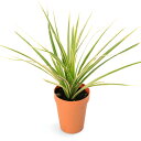 (観葉植物)ドラセナ コンシンネ ホワイポリー 2号ロング(1鉢) 受け皿無し