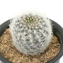 (多肉植物)サボテン ネオポルテリア 白翁玉 3号(1鉢)