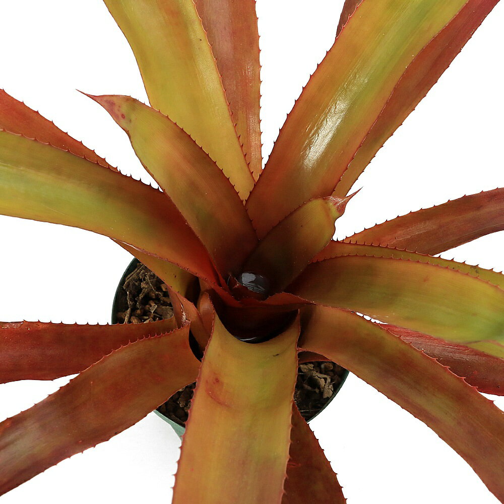 （観葉植物）エクメア バーガンディ 4号（1鉢）タンクブロメリア