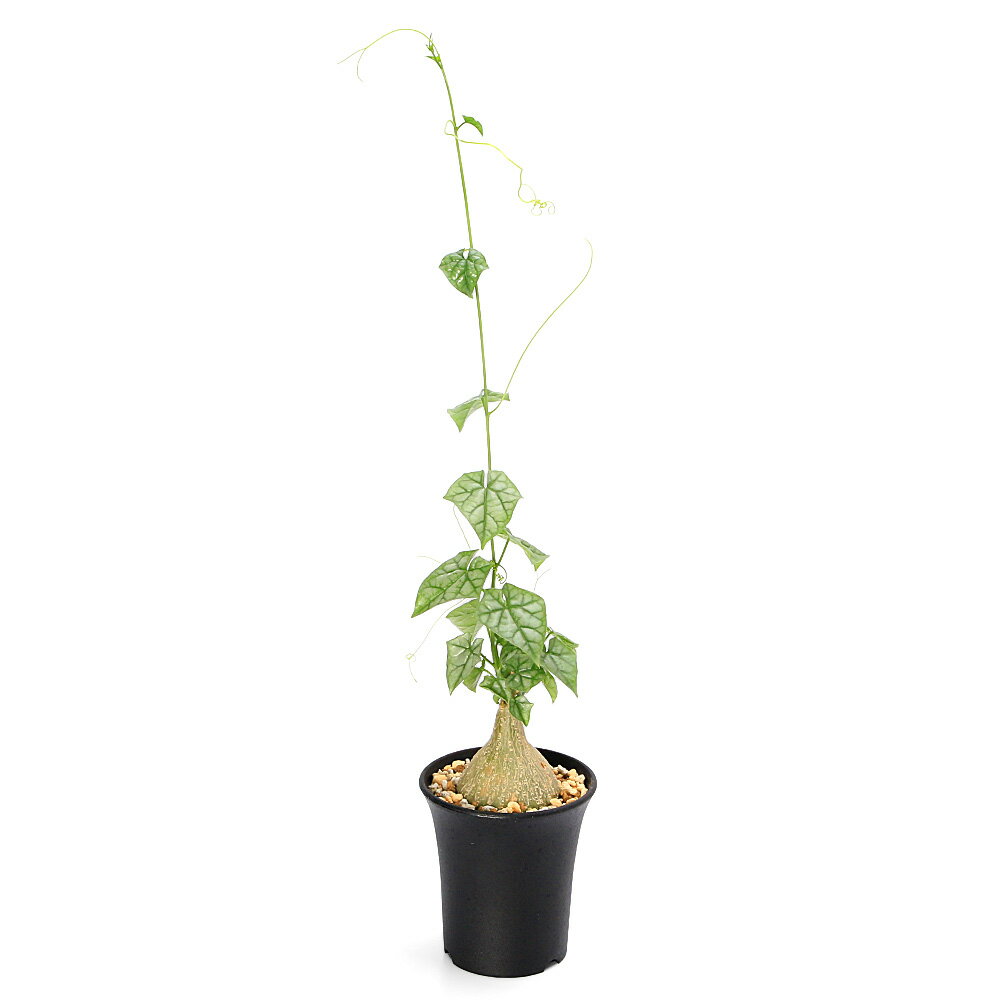 乐天商城 - （多肉植物）ゲラルダンサス　マクロリザス　3号　眠り布袋（1鉢）　塊根植物