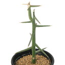 (観葉植物)アデニア グロボーサ 挿木苗 発根済み 2.5~3号(1鉢)