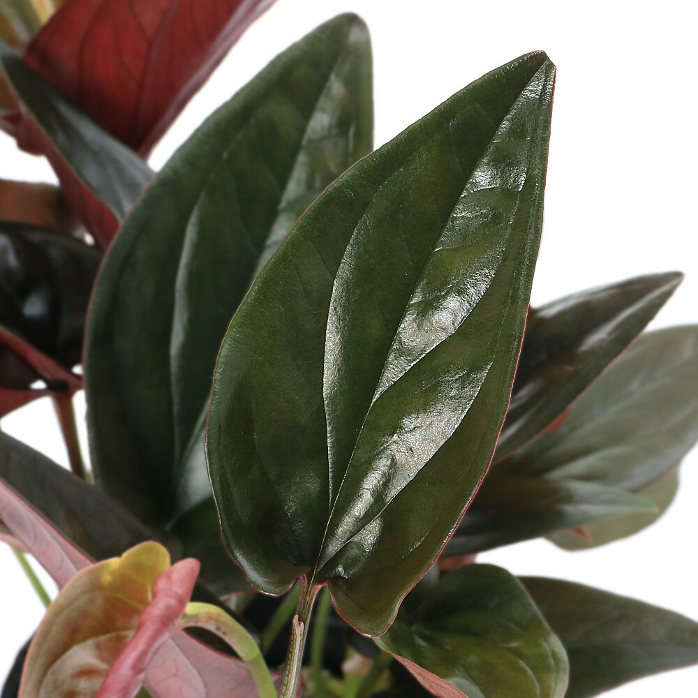 （観葉植物）シンゴニウム チョコレート 3号（1ポット）