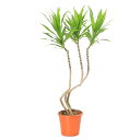 (観葉植物)ドラセナ(リフレクサ) ナビー 5号(1鉢)