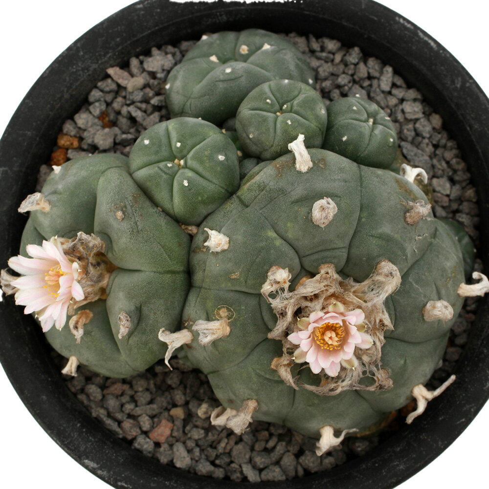 楽天市場】烏羽玉 サボテンの通販