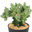 (観葉植物)ユーフォルビア クリビコラ 4号(1鉢)