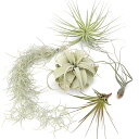 (観葉植物)エアープランツの王道5種セット!(1セット) キセログラフィカ ウスネオイデス コットンキャンディ おまかせ苗