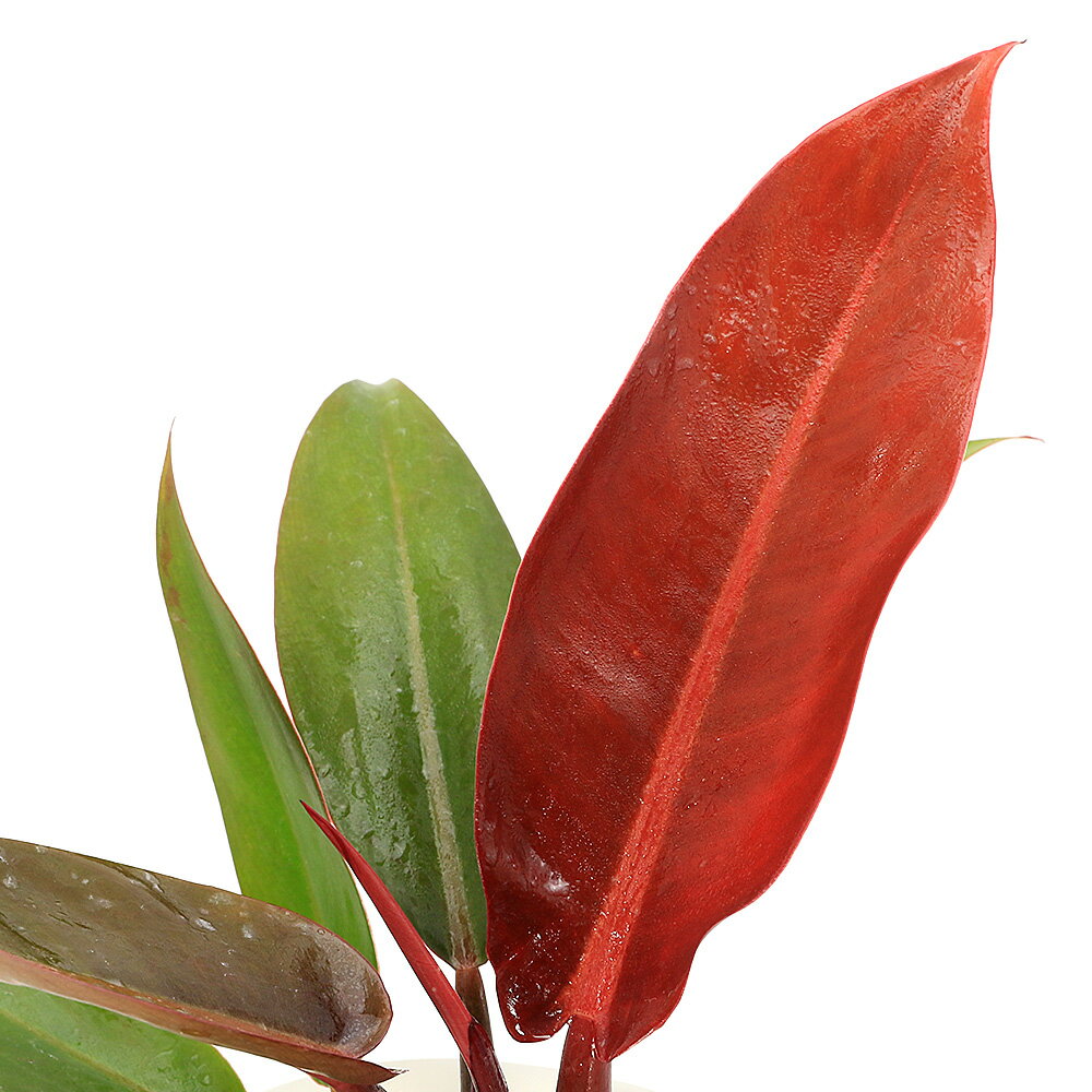 （観葉植物）フィロデンドロン サンレッド 4号（1鉢）