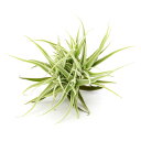(観葉植物)エアープランツ チランジア パレアセア アプリマセンシス(1株)