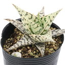(多肉植物)アロエ ブリザード 2号(1鉢)