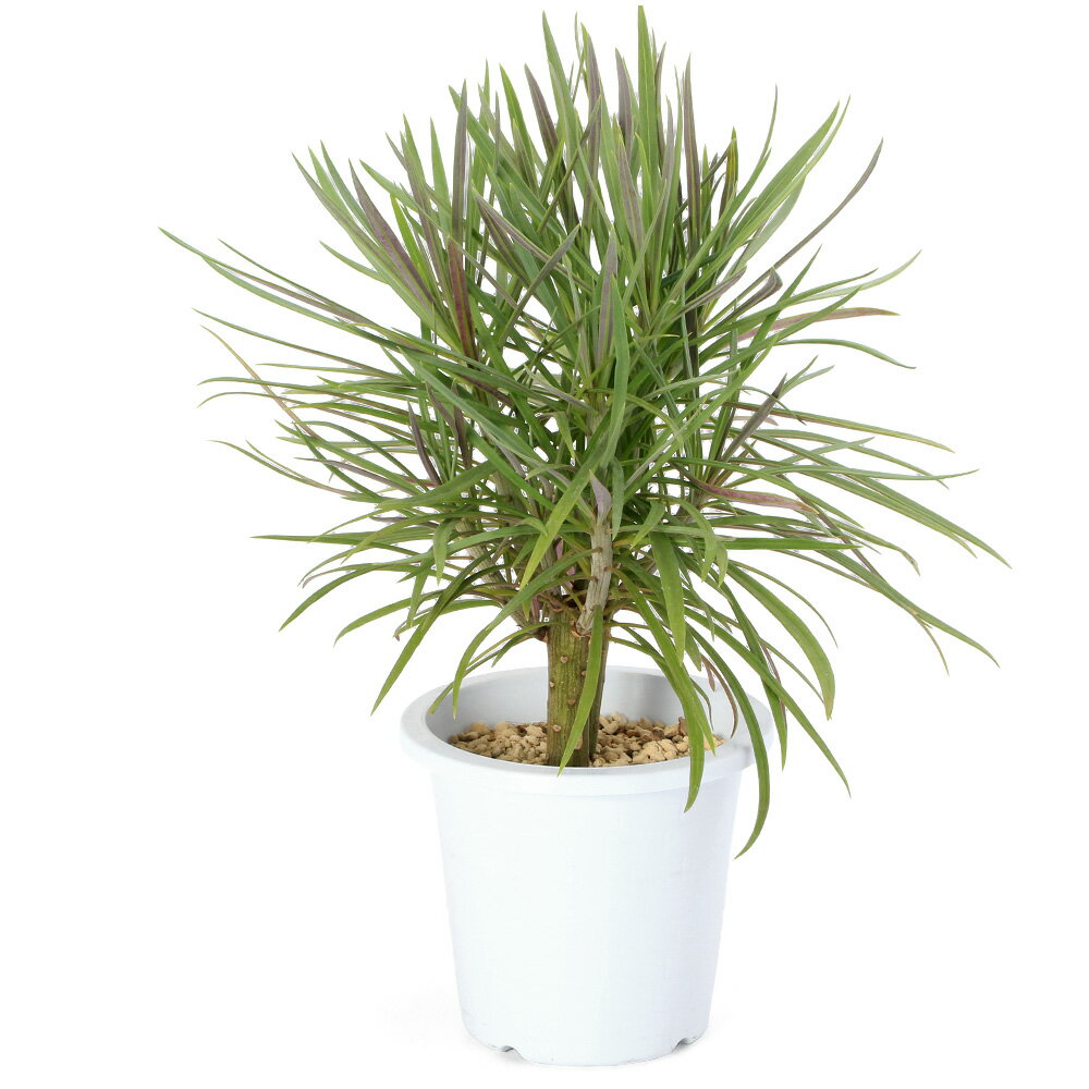 楽天市場】セネシオ（観葉植物｜花・観葉植物）：花・ガーデン・DIYの通販