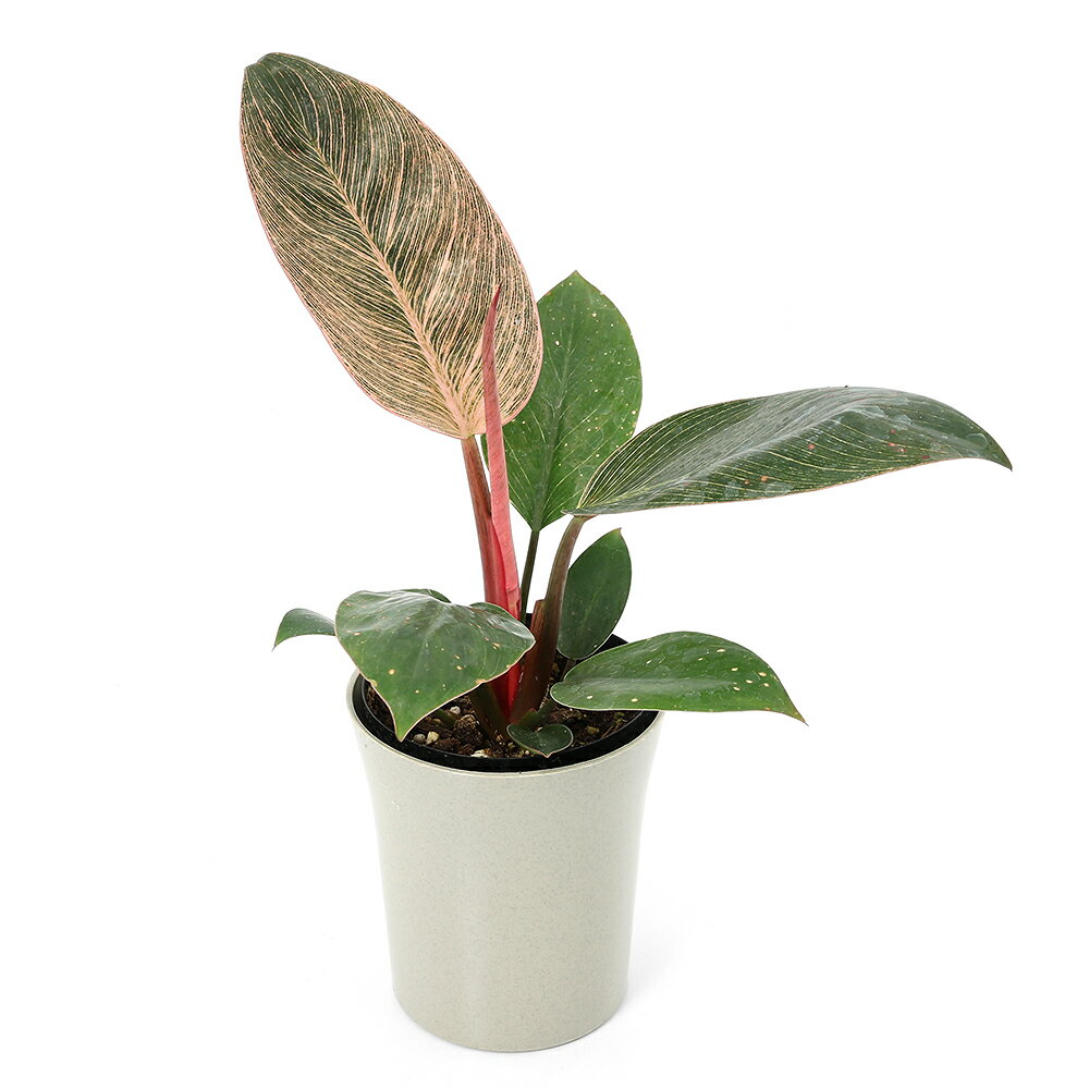 （観葉植物）フィロデンドロン ピンクバーキン 4号（1鉢）