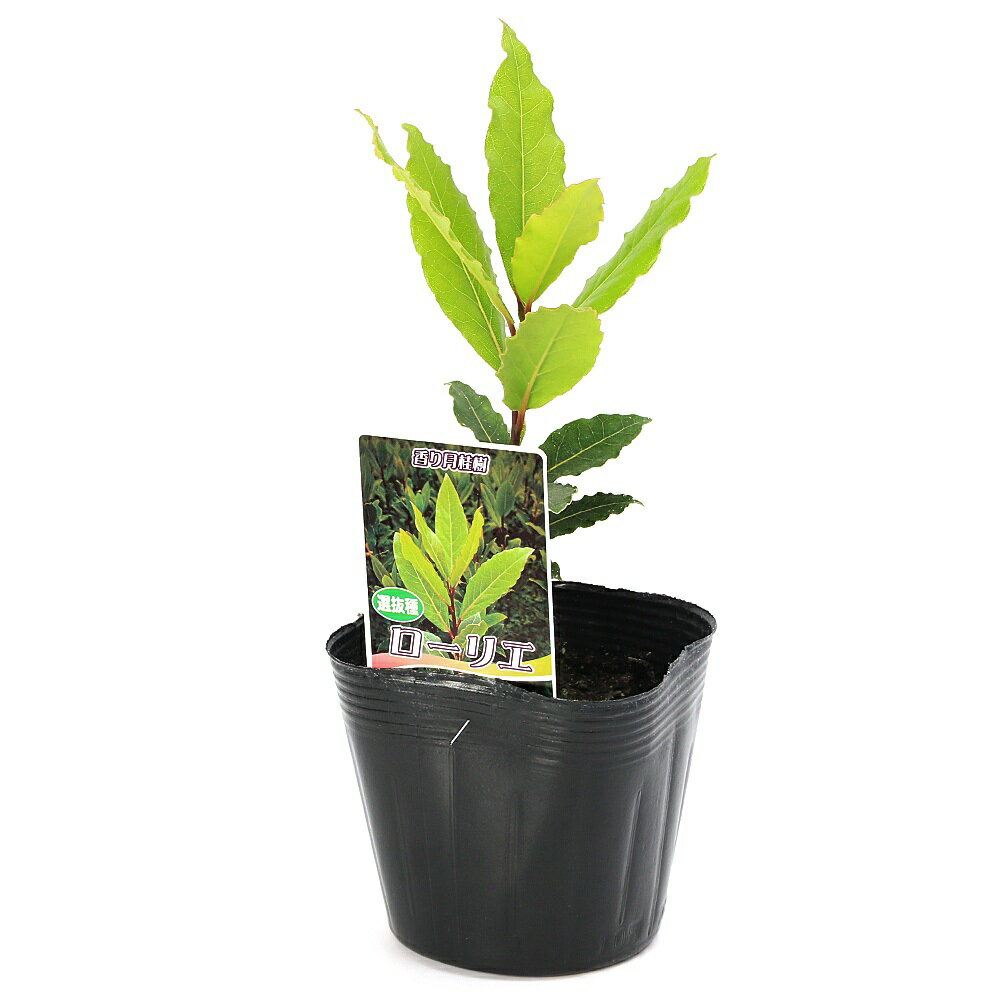 （観葉植物）香り月桂樹（ローリエ）　3．5号（1ポット）　家庭菜園