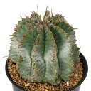 (多肉植物)ユーフォルビア ホリダ シルバータイプ 3号(1鉢)