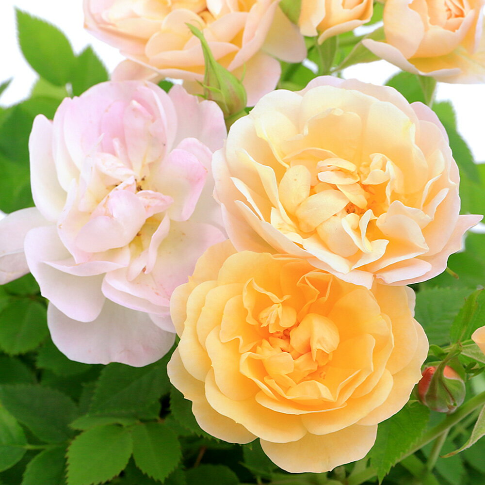 （観葉植物）ミニバラ　プリズム　4号（1鉢）のサムネイル