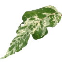 (観葉植物)フィカス アスペラ 3.5〜4号(1鉢)