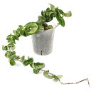 (観葉植物)ホヤ コンパクタ 3号(1鉢)