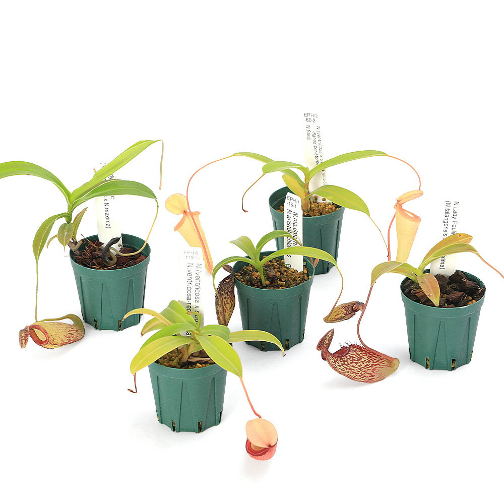 （食虫植物）ウツボカズラ　ネペンテス　挿し木　品種おまかせ　2号（1ポット）