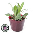 (観葉植物)セントーレア アメジストスノー(ヤグルマギク)3.5号(1ポット) 家庭菜園