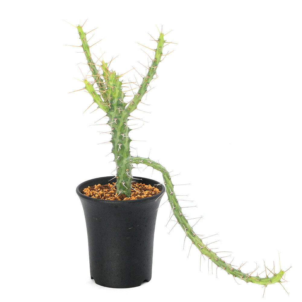 一点物ユーフォルビアシザカンサ3号