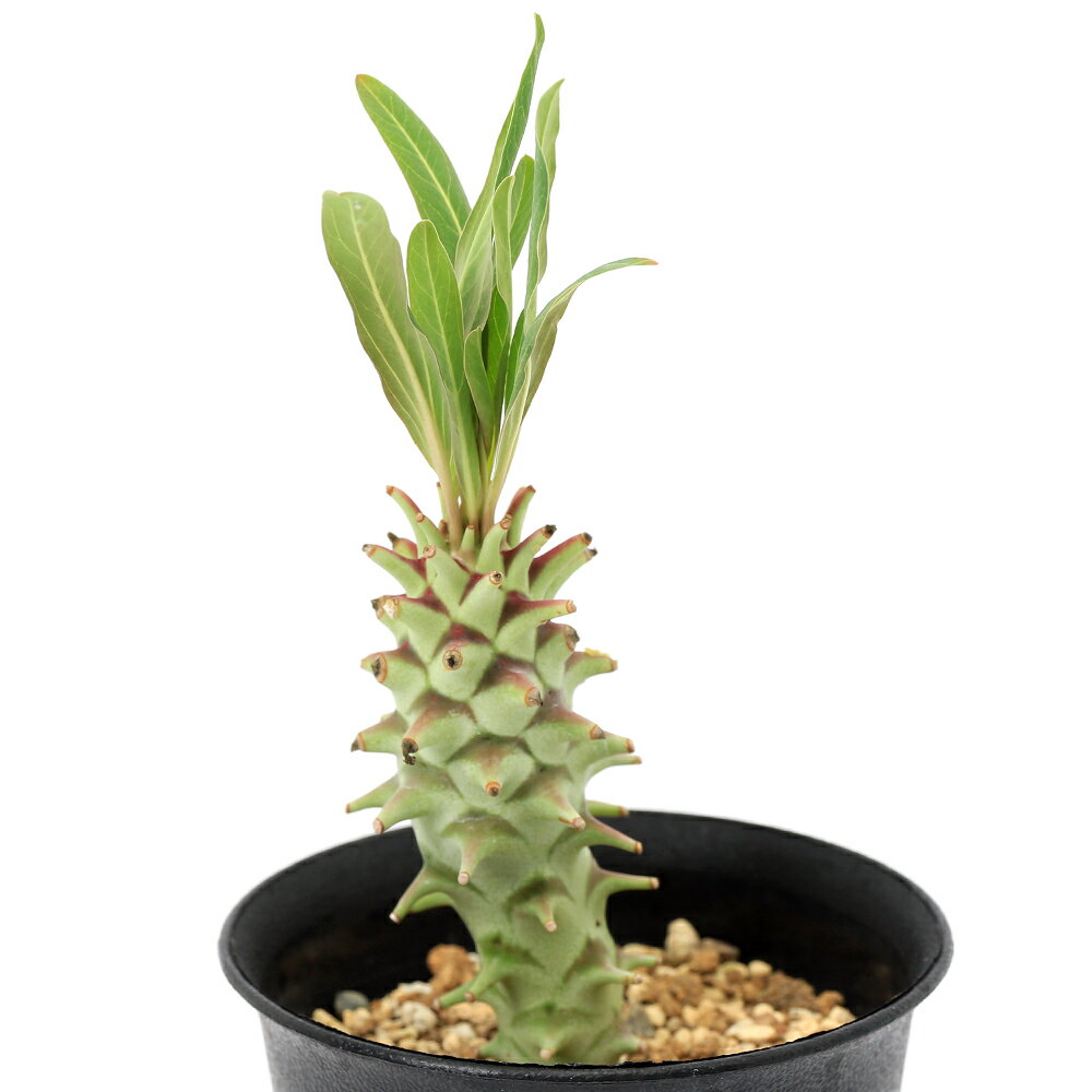 Other - （多肉植物）一点物　ユーフォルビア　ロンギツベルクローサ　3号（1鉢）