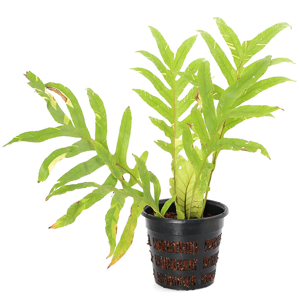 （観葉植物）一点物　シダ　ドリナリア　クエルキフォリア　斑入り　XLサイズ　7号（1鉢）（353449）