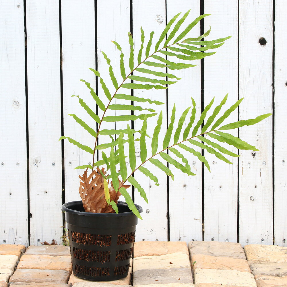 （観葉植物）一点物　シダ　ドリナリア　Hybrid　7号（1鉢）（353455）