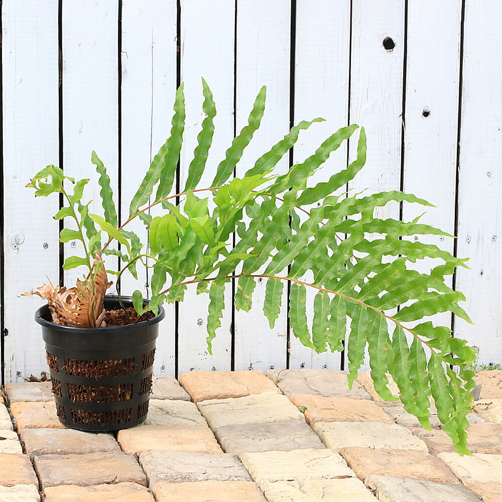 （観葉植物）一点物　シダ　ドリナリア　Hybrid　7号（1鉢）（353456）