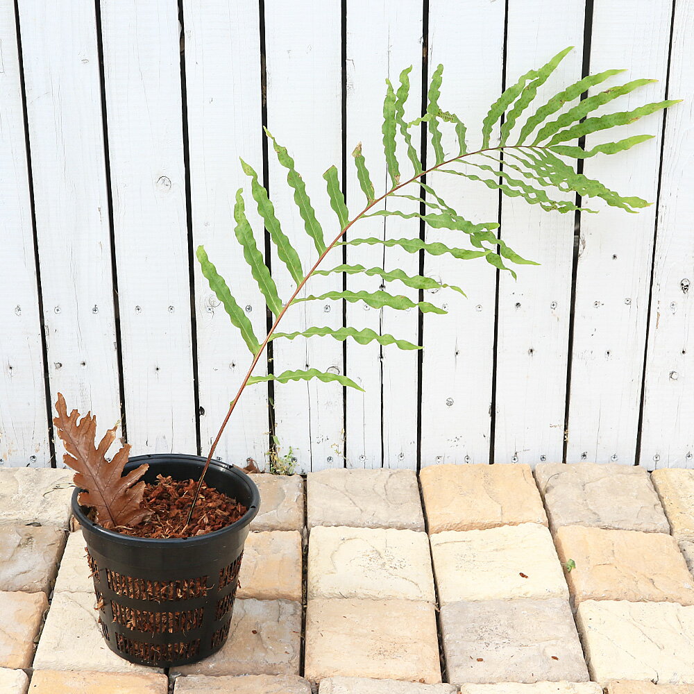 （観葉植物）一点物　シダ　ドリナリア　Hybrid　7号（1鉢）（353457）