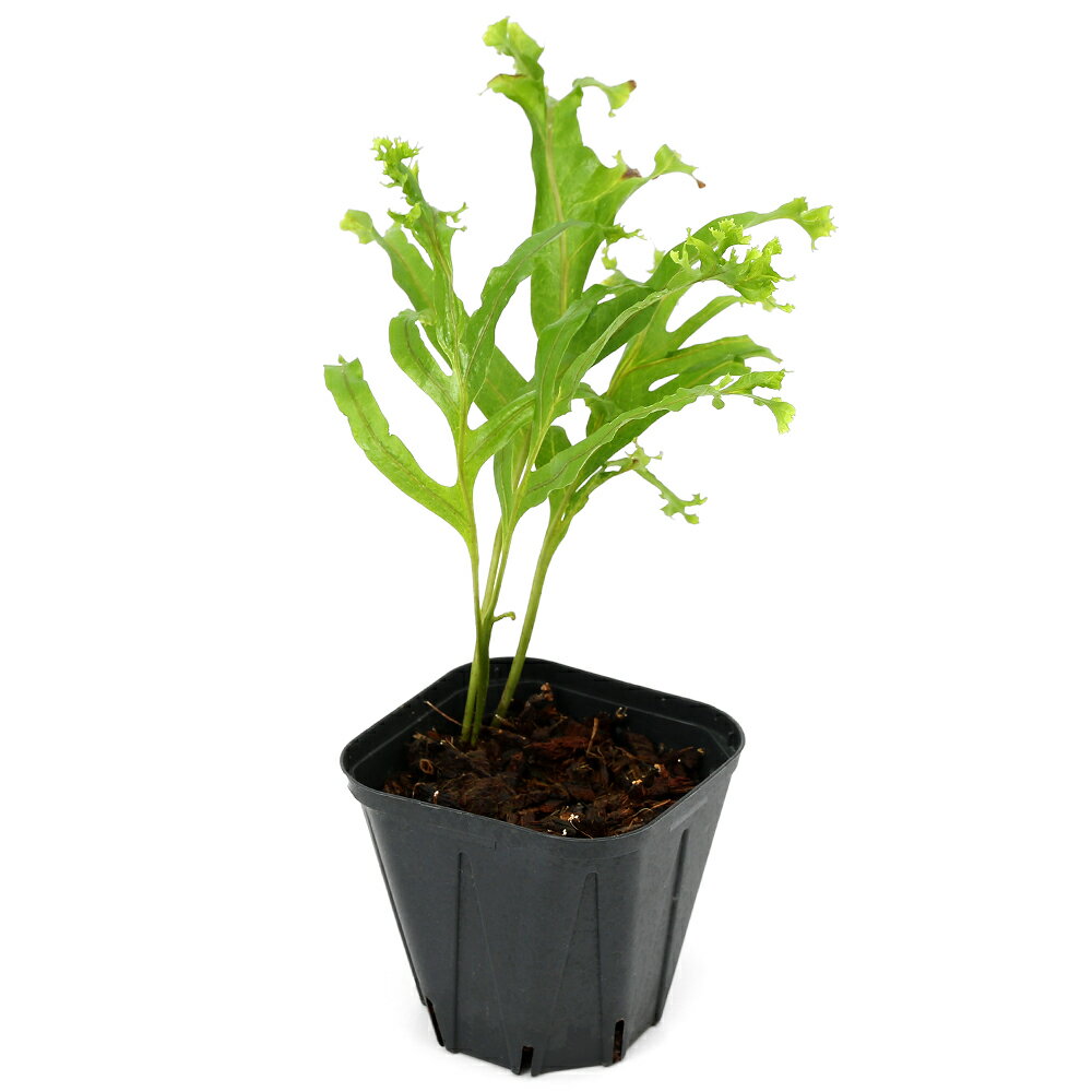 （観葉植物）一点物　シダ　ドリナリア　Siam　（1株）（353463）