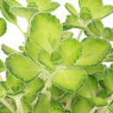 (観葉植物)ハーブ苗 アロマティカス ライムシャワー 2.5~3号(1ポット) 家庭菜園 虫避け