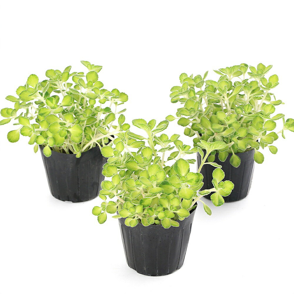 （観葉植物）ハーブ苗　アロマティカス　ライムシャワー　2．5〜3号（1ポット）　...