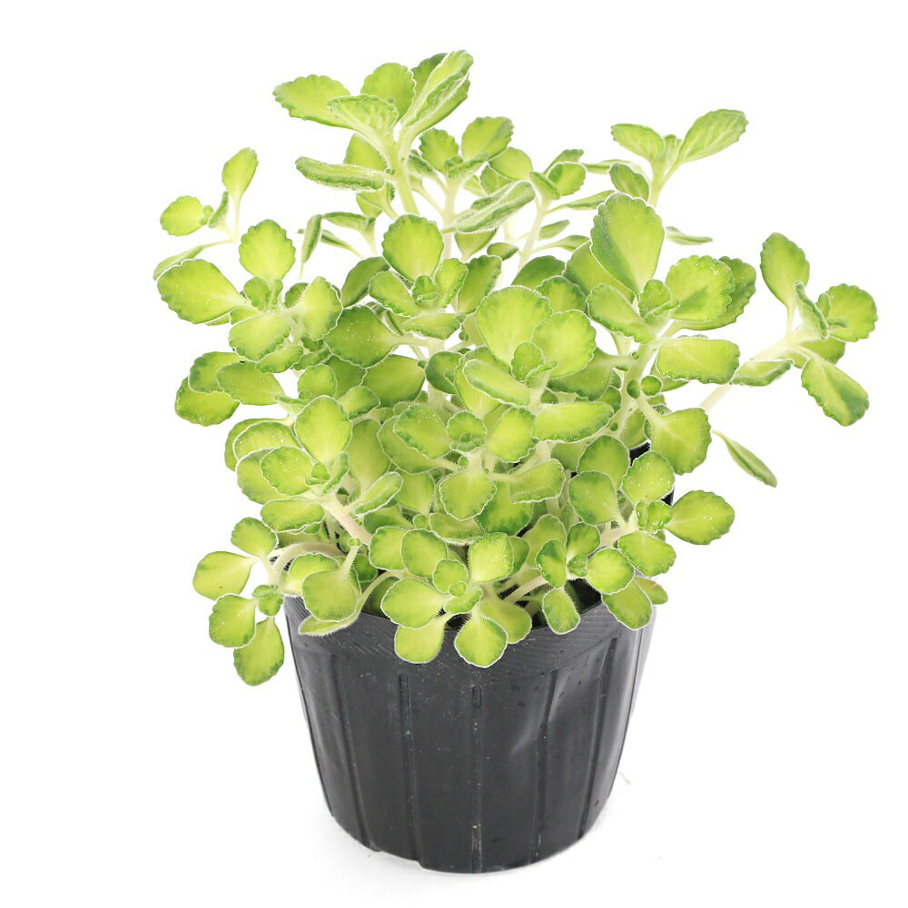 （観葉植物）ハーブ苗　アロマティカス　ライムシャワー　2．5〜3号（3ポット）　...
