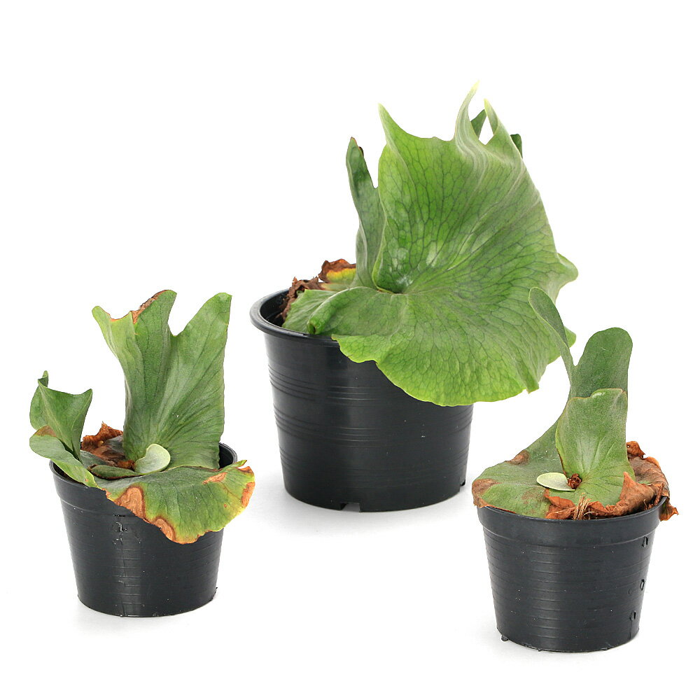 コウモリランビカクシダワンダエ3〜4号