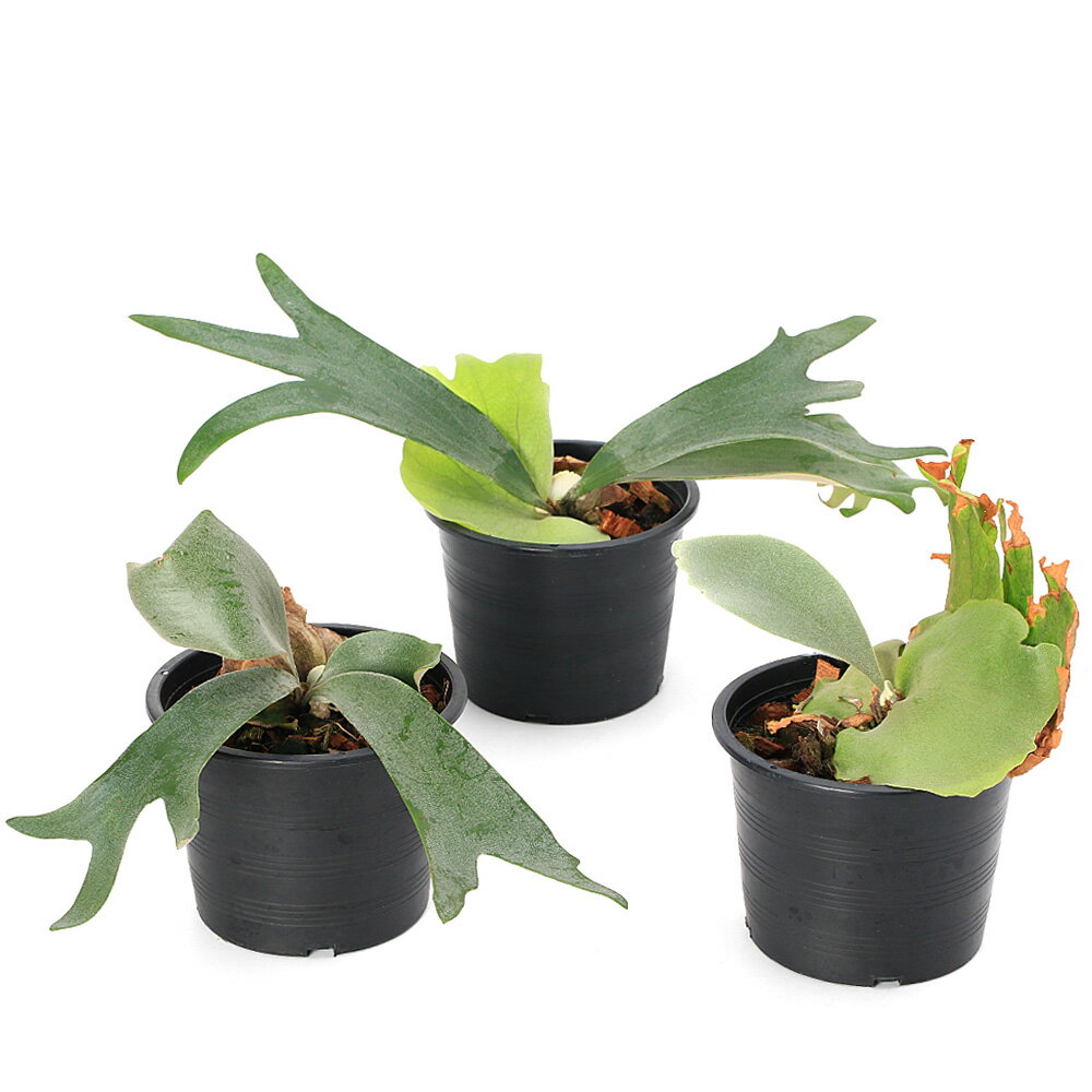 ビカクシダウィリンキー4号