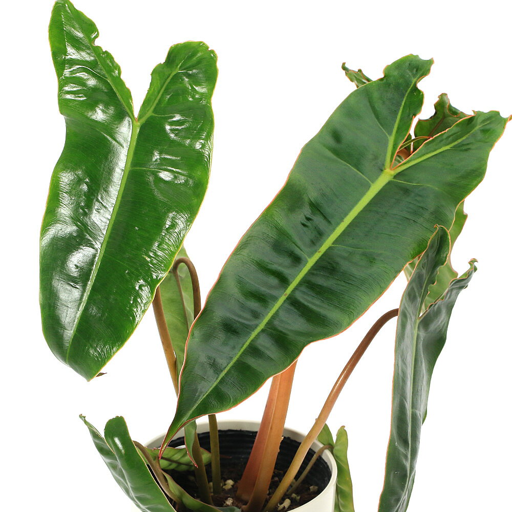 楽天市場】フィロデンドロン ビレッティアの通販