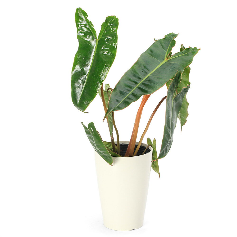 �ʴ��տ�ʪ�˥ե����ǥ�ɥ��󡡥ӥ�å�����4���1ȭ��