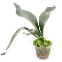 (観葉植物)ビカクシダ sp. OMO ホワイトラバー 3号(1ポット) 関東当日便