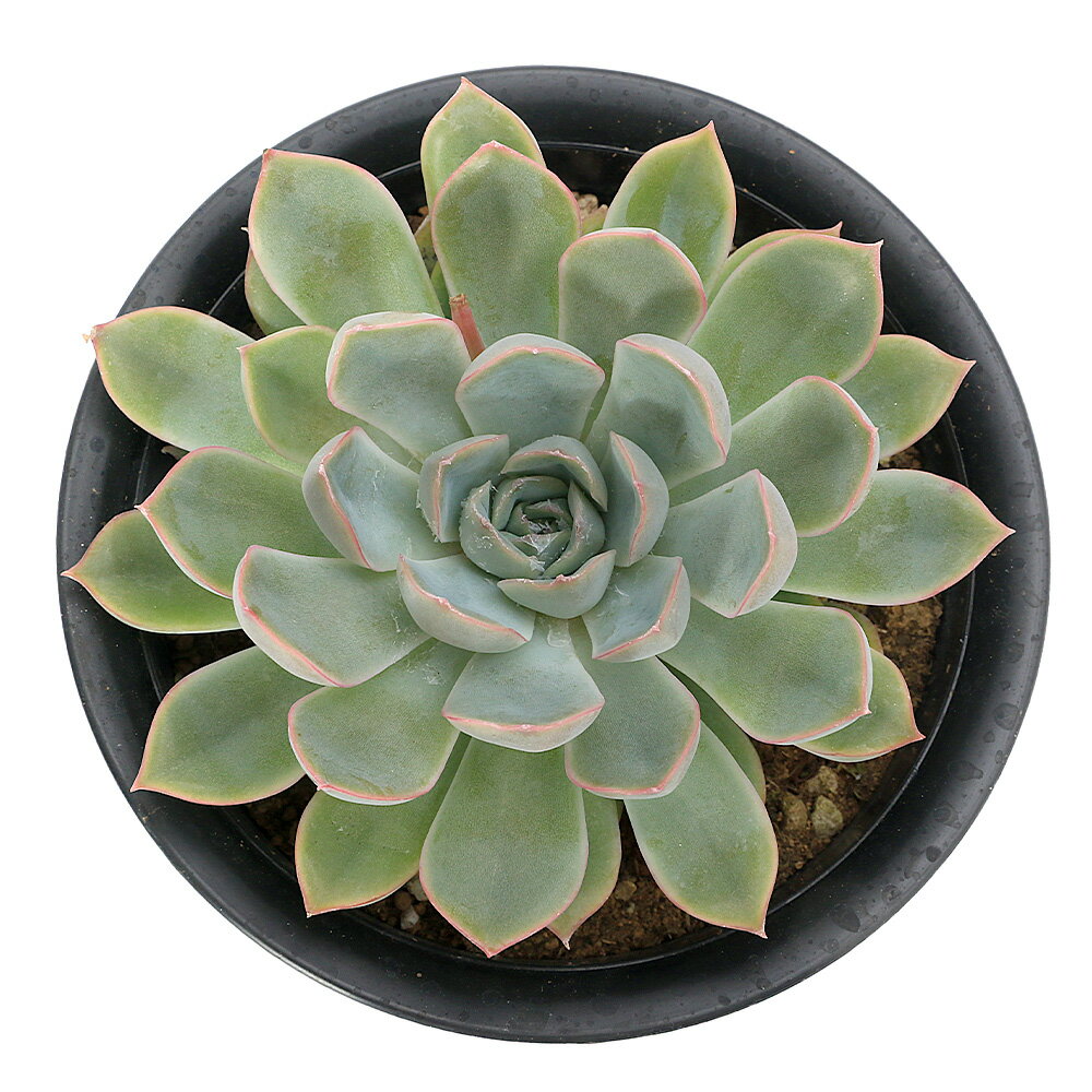 （多肉植物）エケベリア　ジャシリー　4号（1鉢）