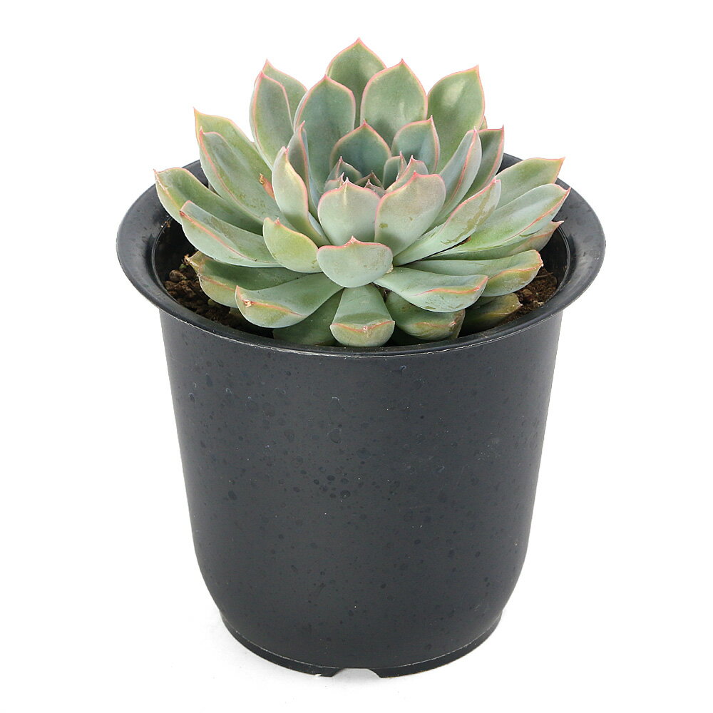 （多肉植物）エケベリア　ジャシリー　4号（1鉢）