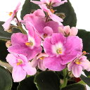 (観葉植物)セントポーリア セレンピンク イノーバ種 3.5号(1鉢)