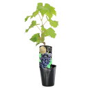 (観葉植物)果樹苗 ブドウ シギョク 苗木 3.5号(1ポット) 家庭菜園 果物 フルーツ