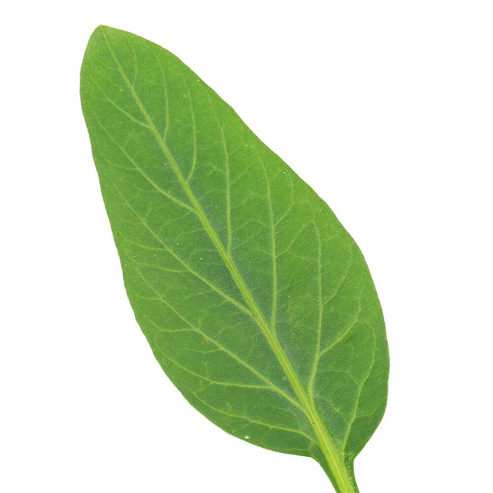 （観葉植物）野菜苗　ペピーノ　3〜3．5号（1鉢）　家庭菜園　果物　フルーツ