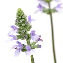 (観葉植物)宿根サルビア ブルーチル 3.5号(1ポット)