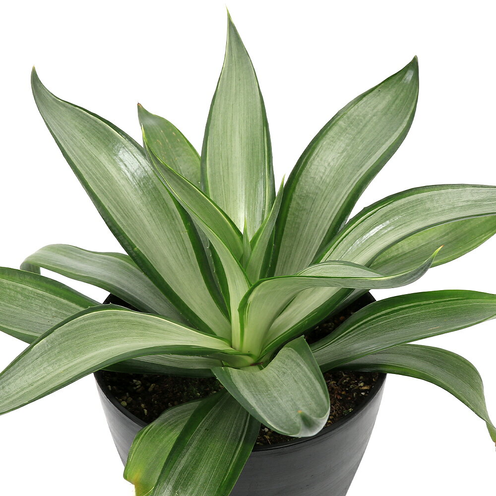 楽天市場】quiksilver（花・ガーデン・DIY）の通販