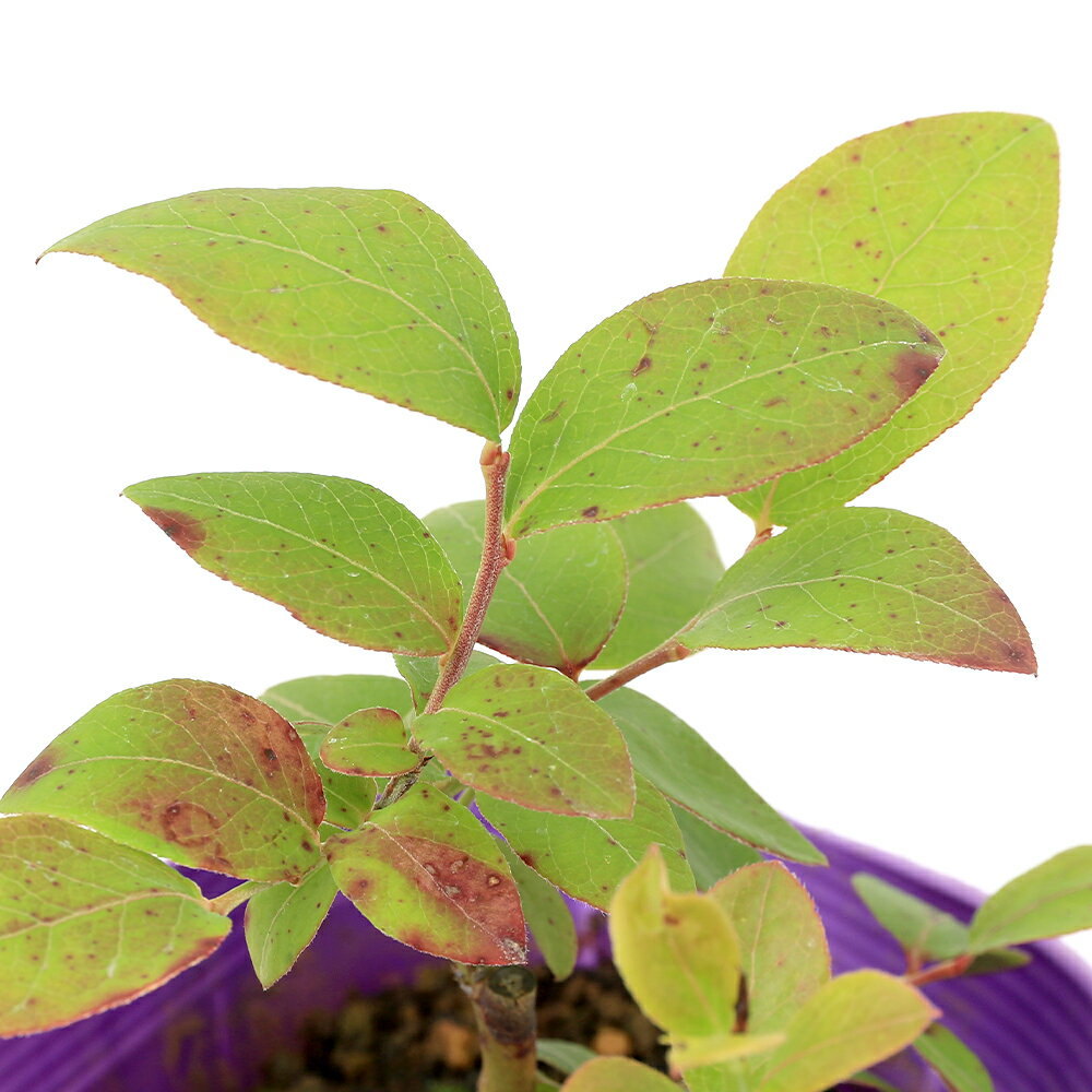 （観葉植物）果樹苗　ブルーベリー　（ハイブッシュ系）　3．5号（1ポット）　家庭...