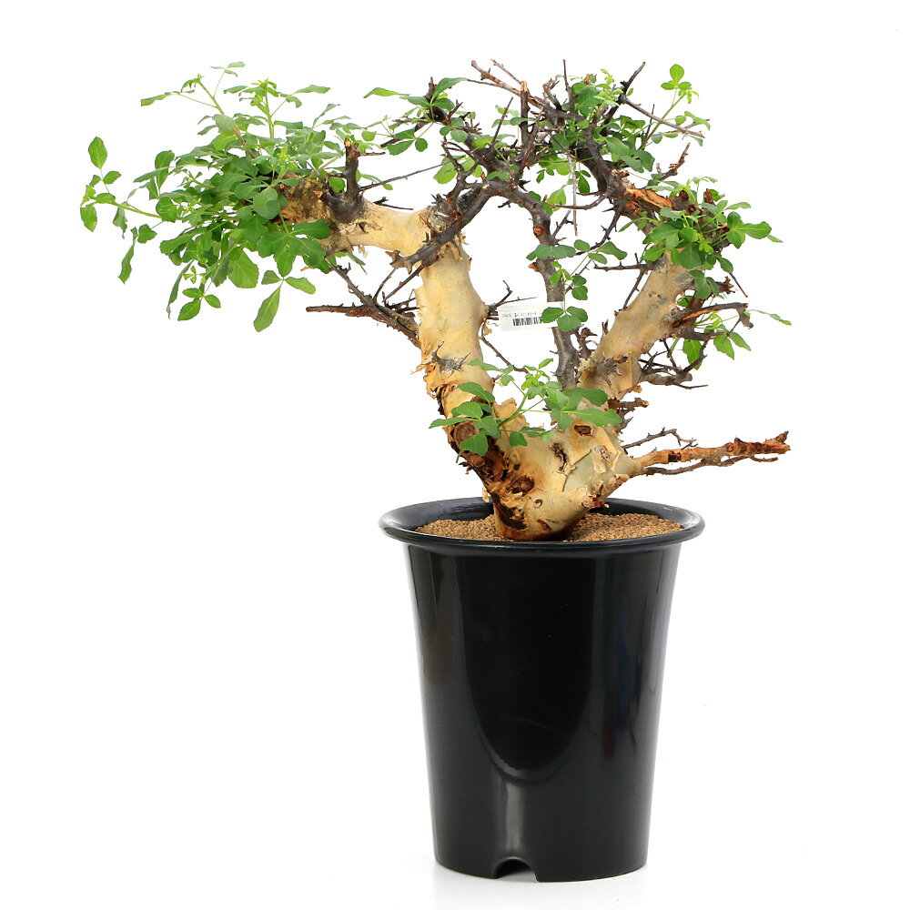 楽天市場】コミフォラの通販